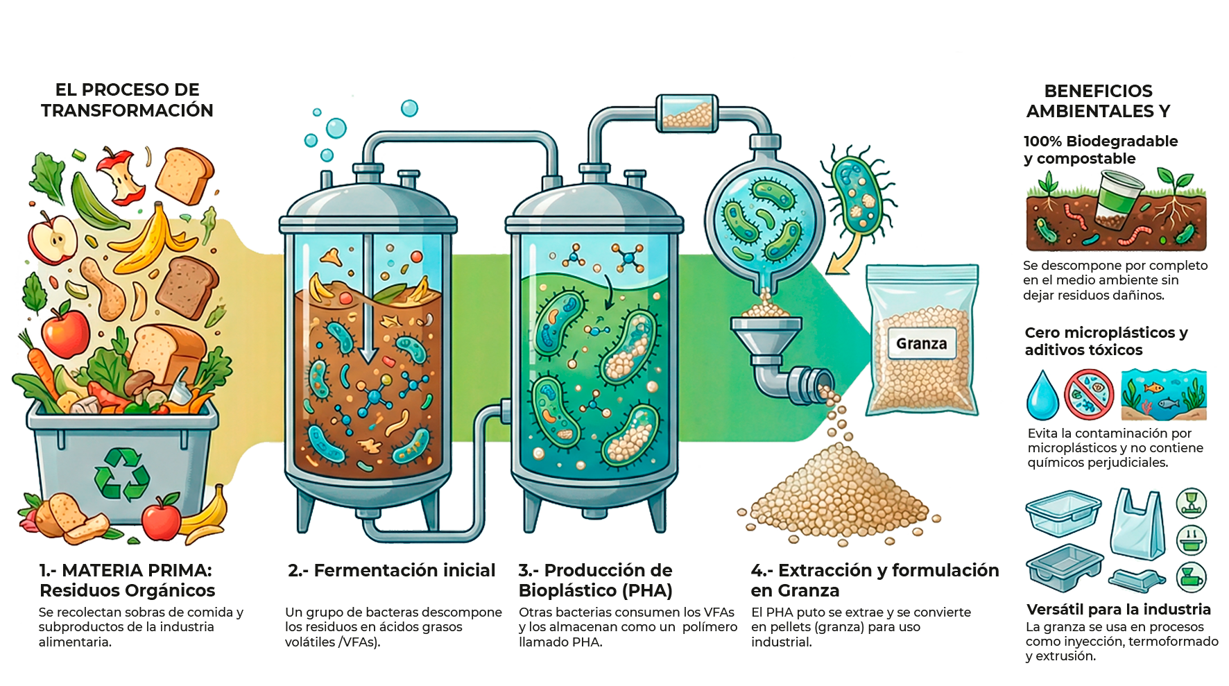 Infografía del proceso de transformación de residuo a vaso compostable